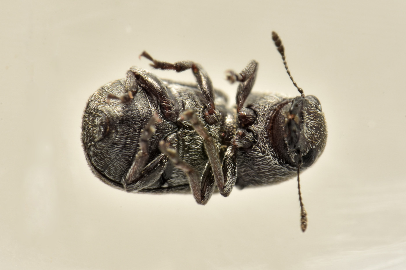 Anthribidae: Noxius curtirostris? S.